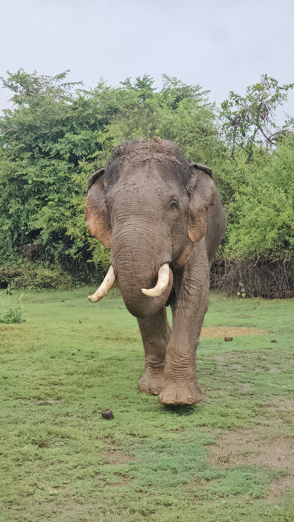 Elephant close-up at Udawalawe